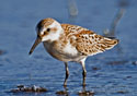 Calidris bardii